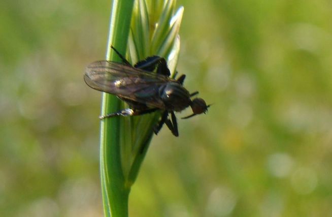 Empis pennipes?  S !